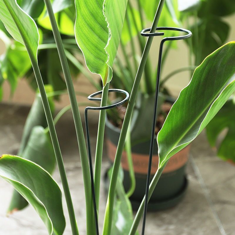 1/10 قطعة حديقة دعم حصة حلقة م - مراجعة Gardening Tools For Vines وسعره