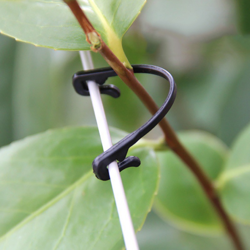 50 قطعة فاينز السحابة مقاطع مر - مراجعة Gardening Tools For Vines وسعره