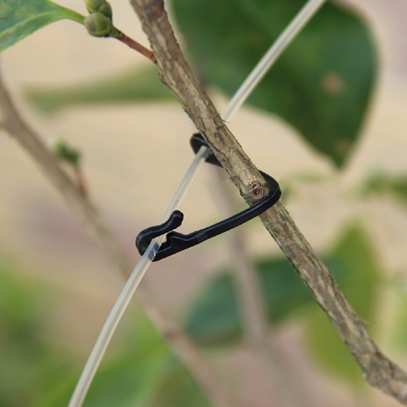 50 قطعة فاينز السحابة مقاطع مر - مراجعة Gardening Tools For Vines وسعره