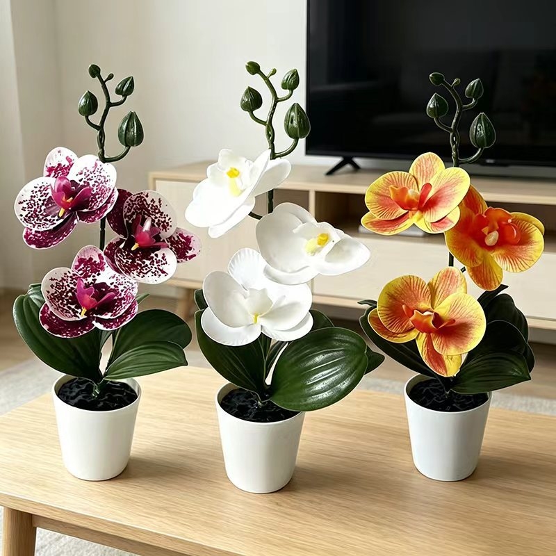 نبات أوركيد الفراشة الصغير في  - مراجعة Orchid Potting Mix وسعره