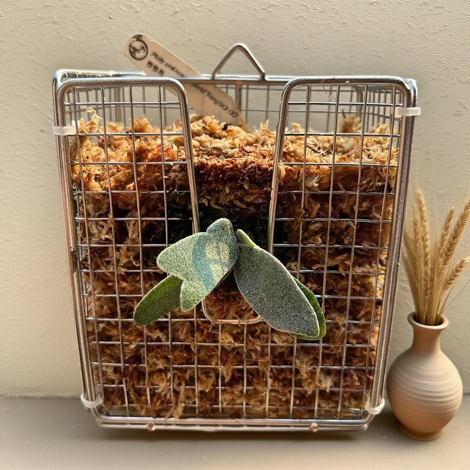 مجموعة أدوات تركيب السرخس من ا - مراجعة Vertical Wall Planter وسعره