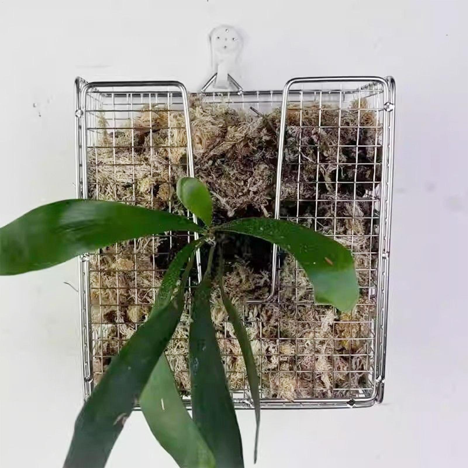 مجموعة أدوات تركيب السرخس من ا - مراجعة Vertical Wall Planter وسعره
