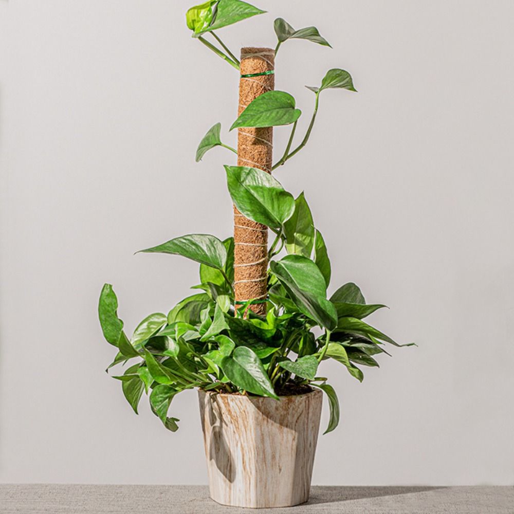 موضة انفصال القطب الطحلب لزاوي - مراجعة Gardening Tools For Vines وسعره