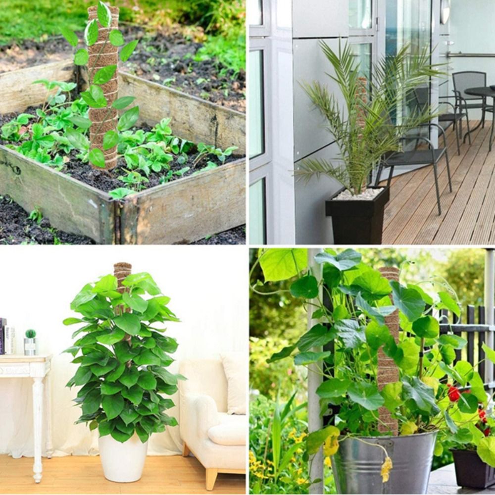 موضة انفصال القطب الطحلب لزاوي - مراجعة Gardening Tools For Vines وسعره